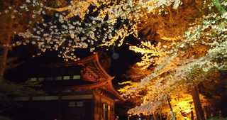 三井寺夜桜.jpg