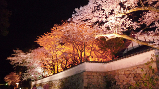 三井寺夜桜2.jpg